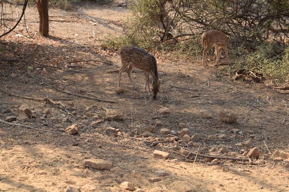 Photo of Sariska Tiger Reserve Booking Office, Sirska, Rajasthan, India by Yeh Bhi India