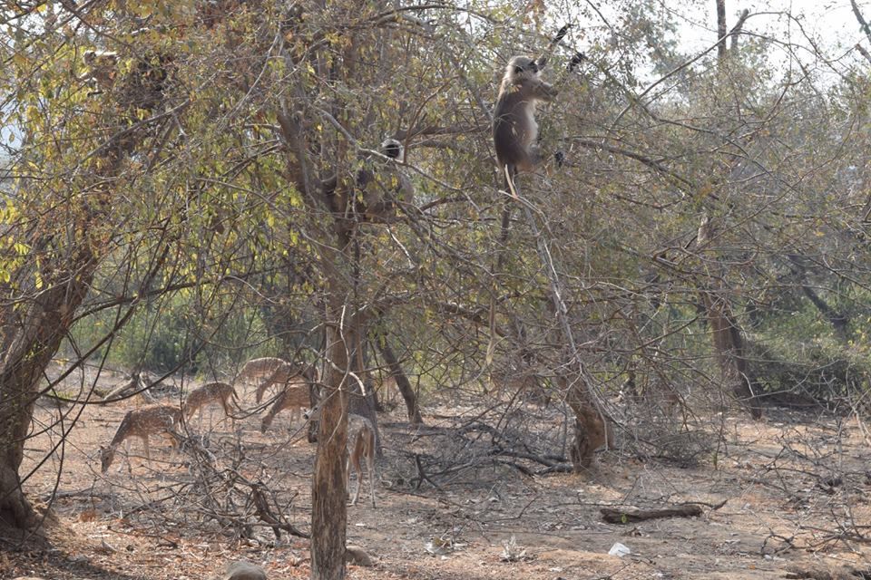 Photo of Sariska Tiger Reserve Booking Office, Sirska, Rajasthan, India by Yeh Bhi India
