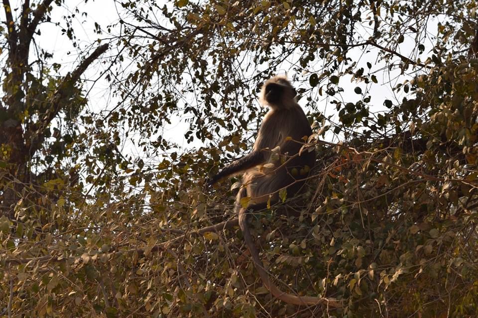 Photo of Sariska Tiger Reserve Booking Office, Sirska, Rajasthan, India by Yeh Bhi India