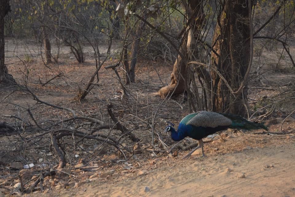 Photo of Sariska Tiger Reserve Booking Office, Sirska, Rajasthan, India by Yeh Bhi India