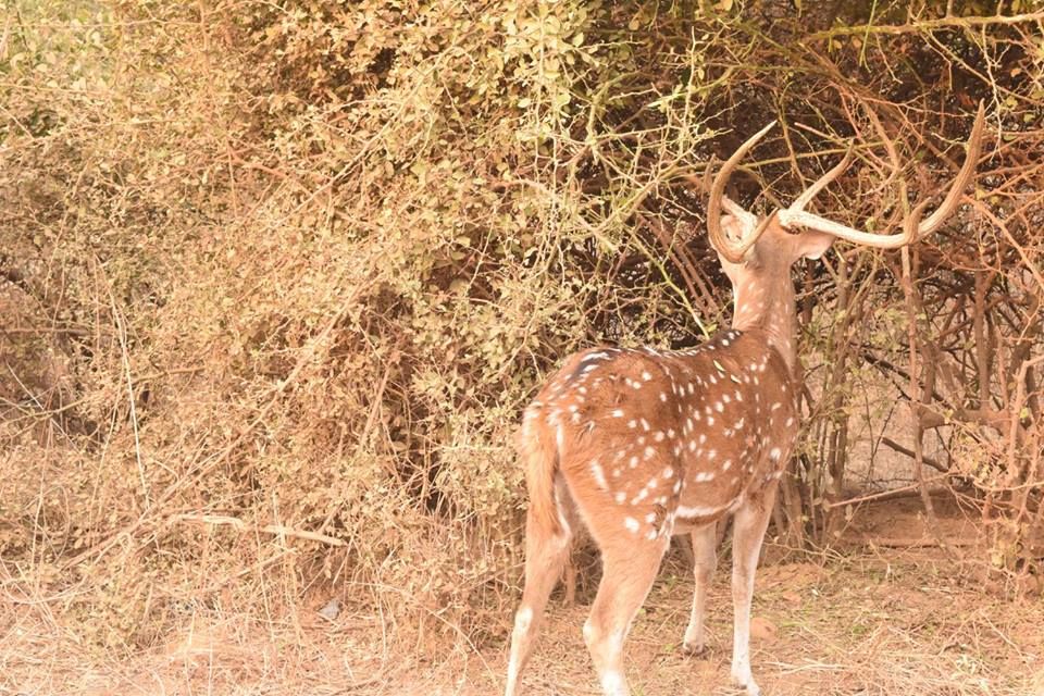 Photo of Sariska Tiger Reserve Booking Office, Sirska, Rajasthan, India by Yeh Bhi India