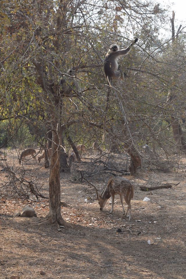 Photo of Sariska Tiger Reserve Booking Office, Sirska, Rajasthan, India by Yeh Bhi India