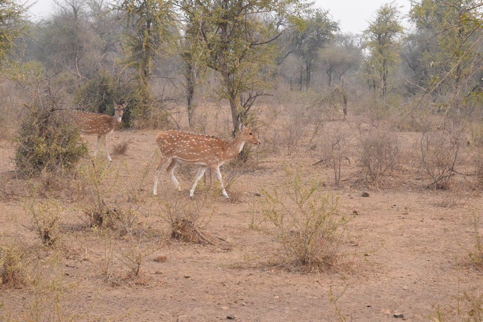 Photo of Sariska Tiger Reserve Booking Office, Sirska, Rajasthan, India by Yeh Bhi India