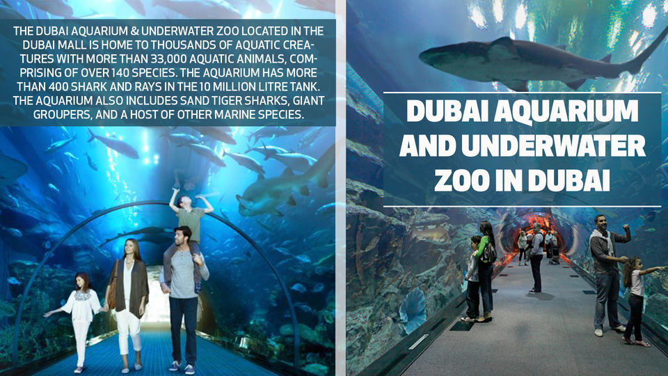 Photo of Arif Patel | Dubai Aquarium And Underwater Zoo by Arif Patel