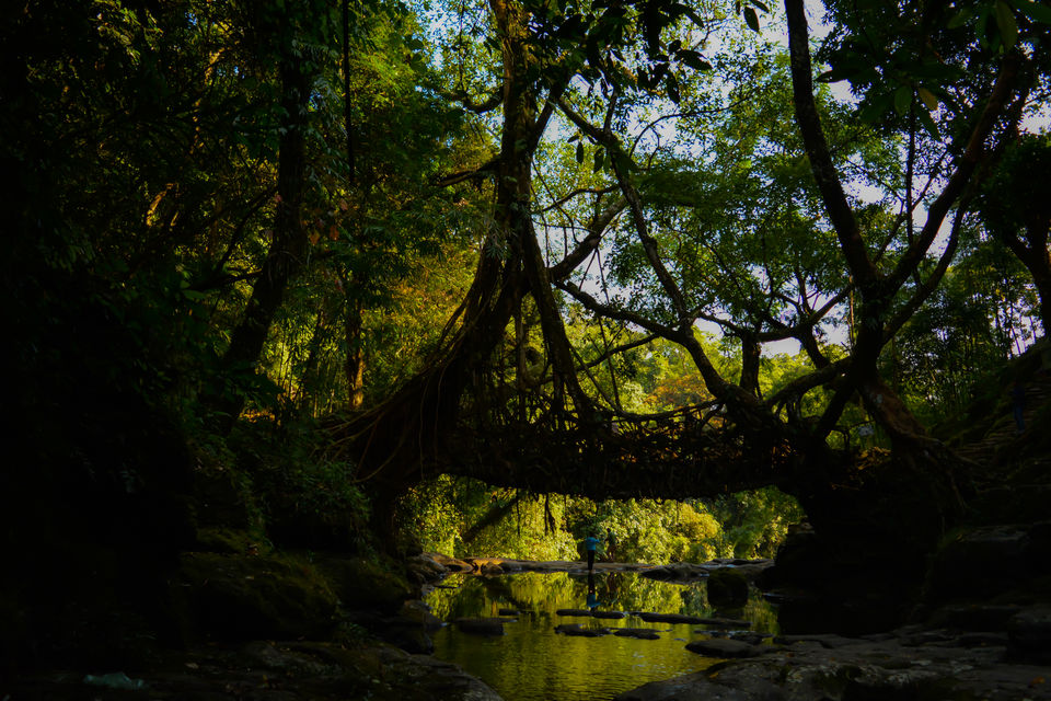 Photo of Scintillating North East !!! Assam and Meghalaya 16/23 by Kalraa Deepakk