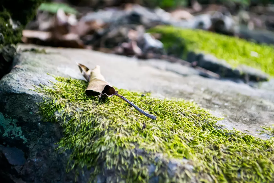 Photo of Rishikesh, Uttarakhand, India by Kalraa Deepakk