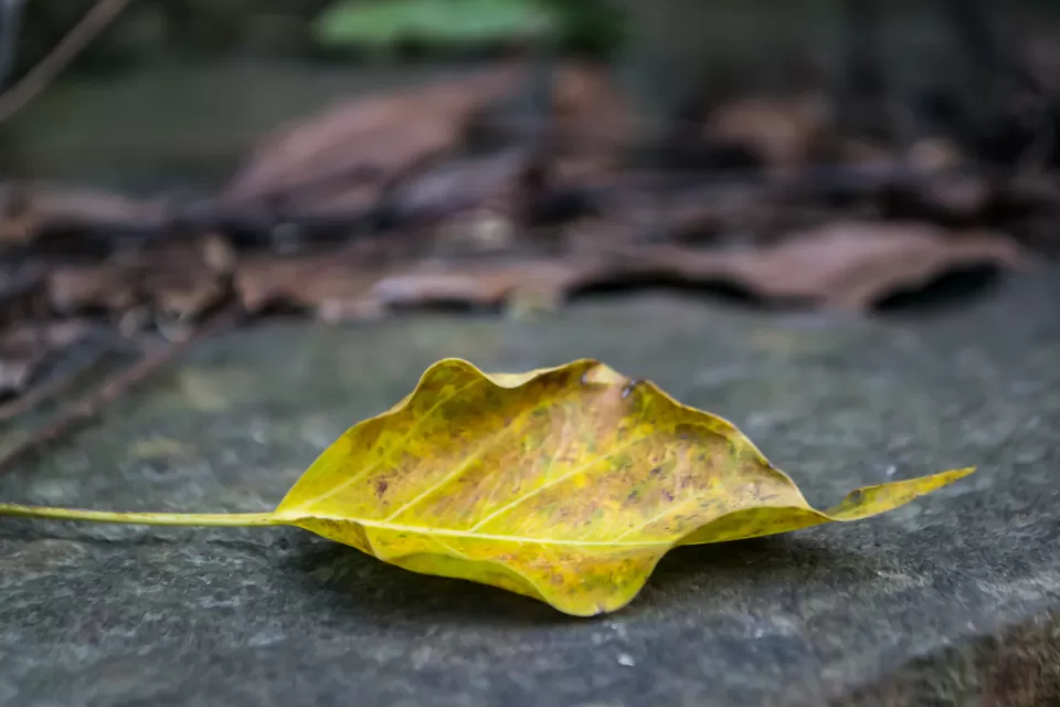 Photo of Rishikesh, Uttarakhand, India by Kalraa Deepakk