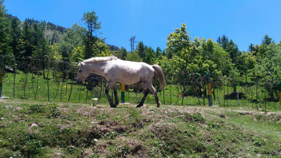 Photo of A rejuvenating trip to Himachal 2/10 by Arpita Mukherjee