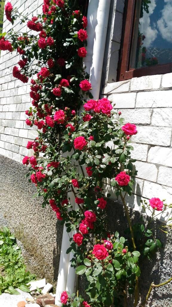Photo of A rejuvenating trip to Himachal 1/10 by Arpita Mukherjee
