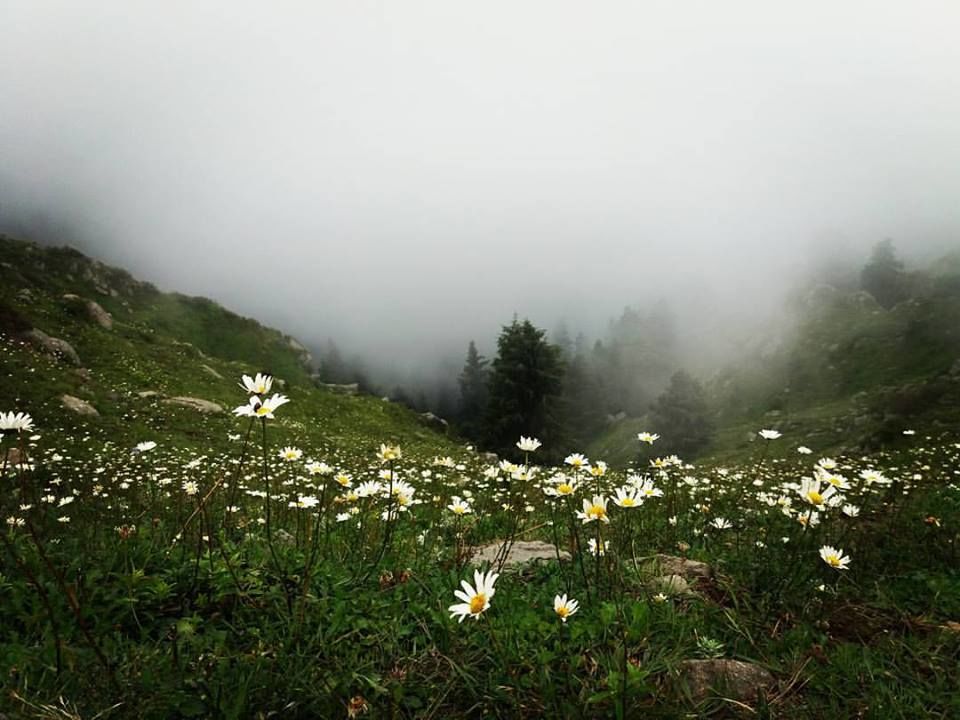 Photo of The Singing Hill overlooking a Valley of Wild Daisies is just 45 minutes drive from Dalhousie by Arpita Mukherjee