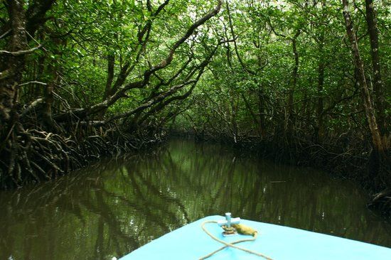 Photo of Baratang, North and Middle Andaman, Andaman and Nicobar Islands, India by Arpita Mukherjee