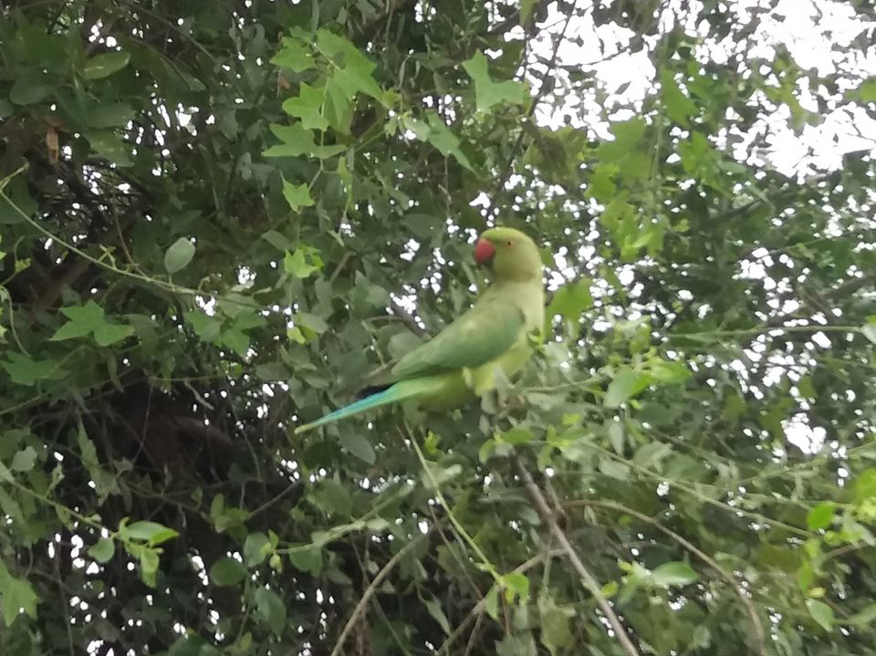 Photo of A Bird-Watching Tour to Keoladeo National Park Can Surely Turn You Into A Bird Lover 2/15 by Arpita Mukherjee