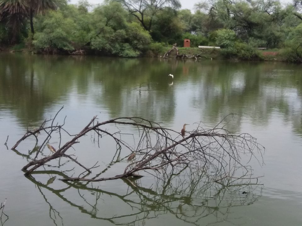 Photo of A Bird-Watching Tour to Keoladeo National Park Can Surely Turn You Into A Bird Lover 15/15 by Arpita Mukherjee