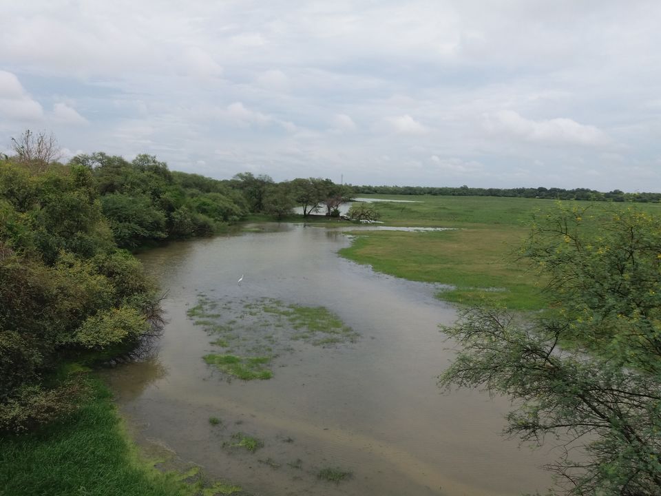 Photo of A Bird-Watching Tour to Keoladeo National Park Can Surely Turn You Into A Bird Lover 12/15 by Arpita Mukherjee