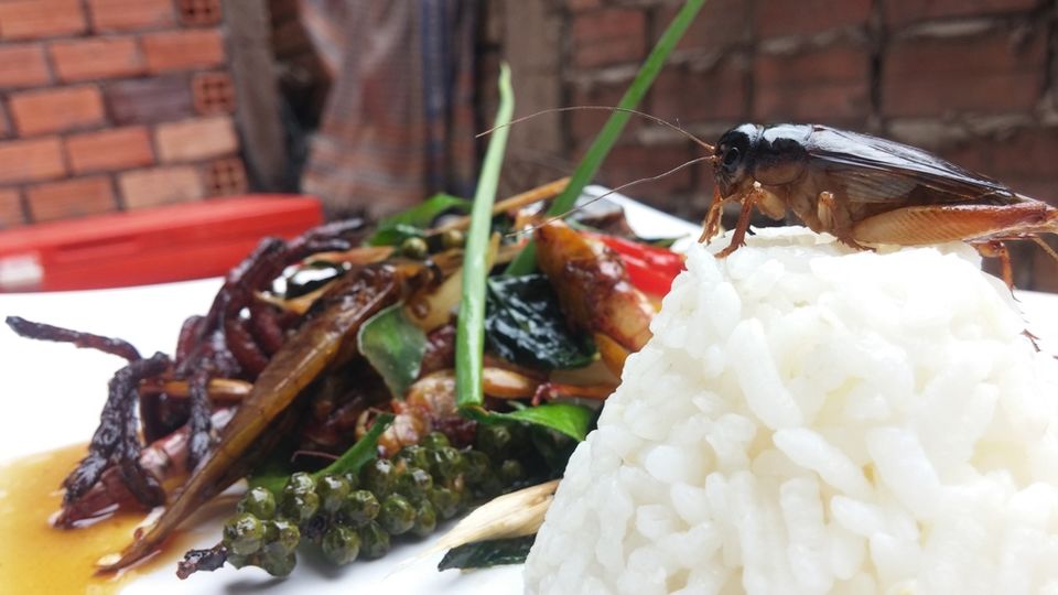 Photo of You Can Never Know How Tasty Insects Are Unless You Go To This Place! 5/8 by Arpita Mukherjee