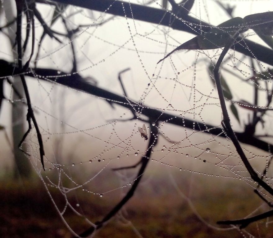 Photo of The magic of Majuli by Quiet wanderer