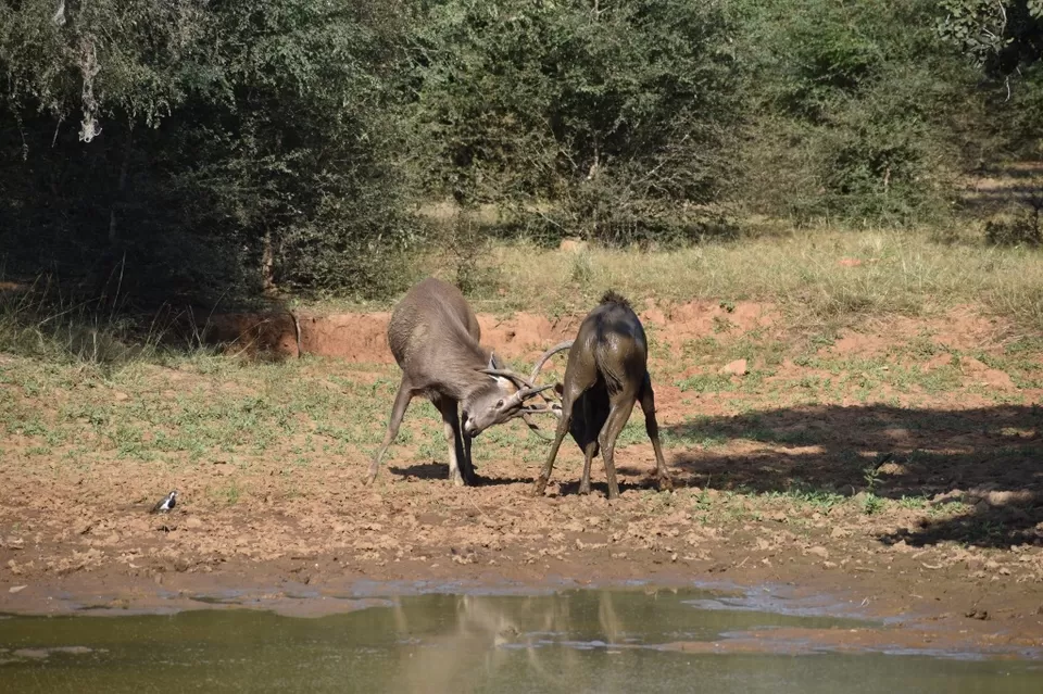 Photo of Ravishing Ranthambore (and beyond) by Nishant Sharma
