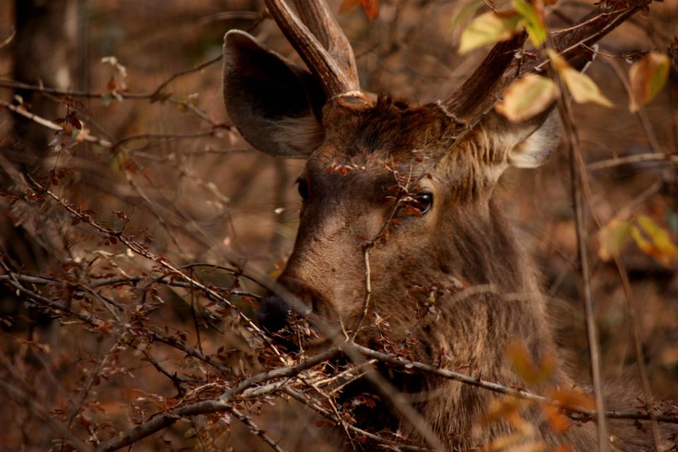 Photo of Ranthambore National Park by Rohan Singhal