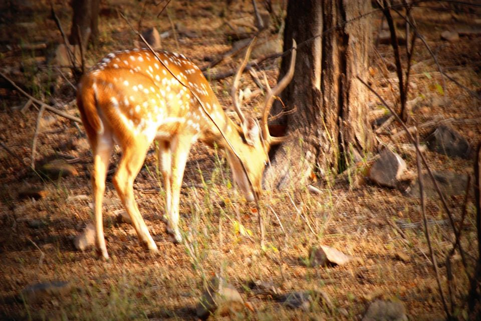 Photo of Ranthambore National Park by Rohan Singhal