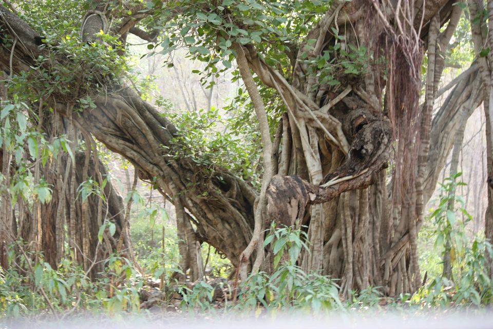 Photo of Ranthambore National Park by Rohan Singhal