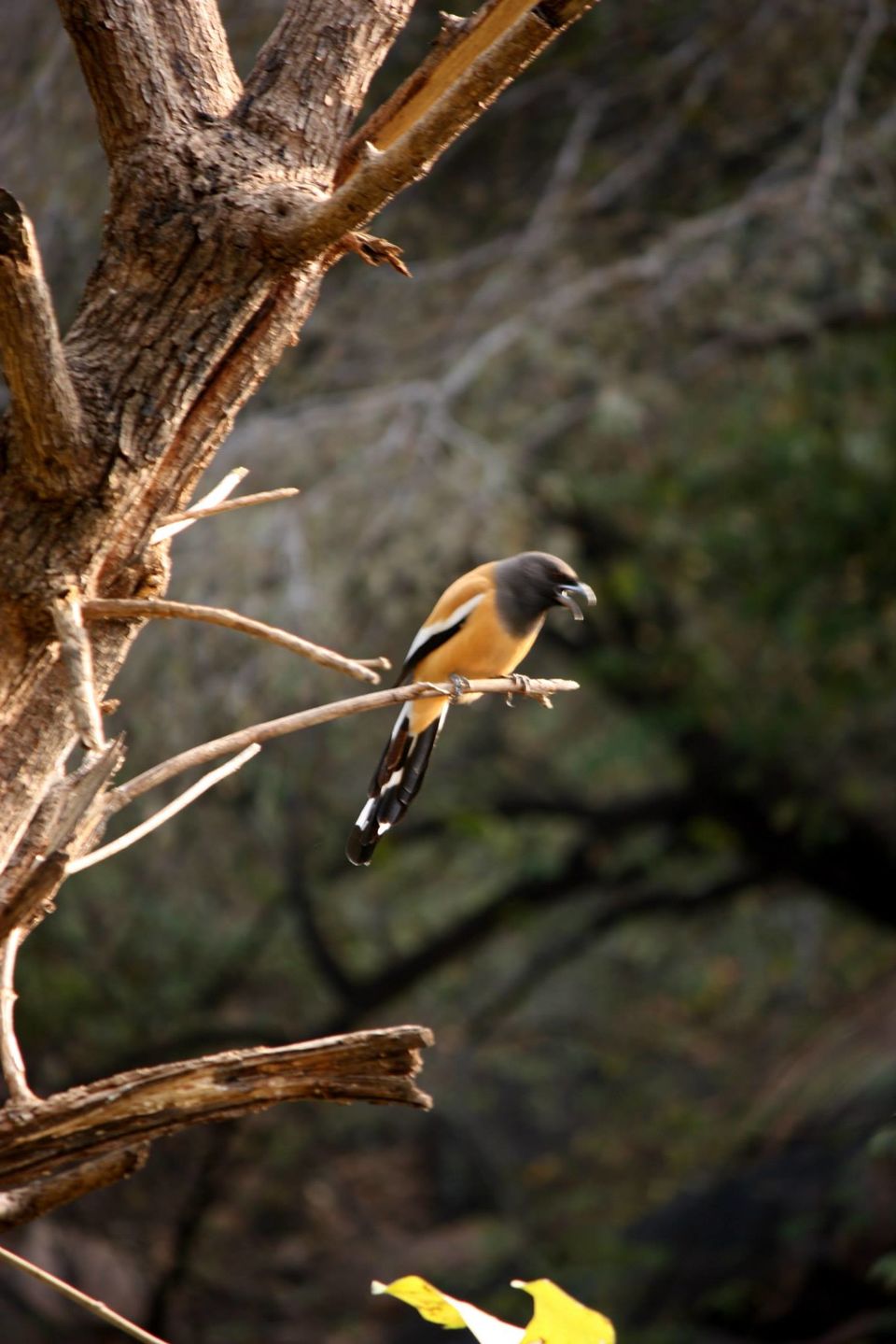 Photo of Ranthambore National Park by Rohan Singhal