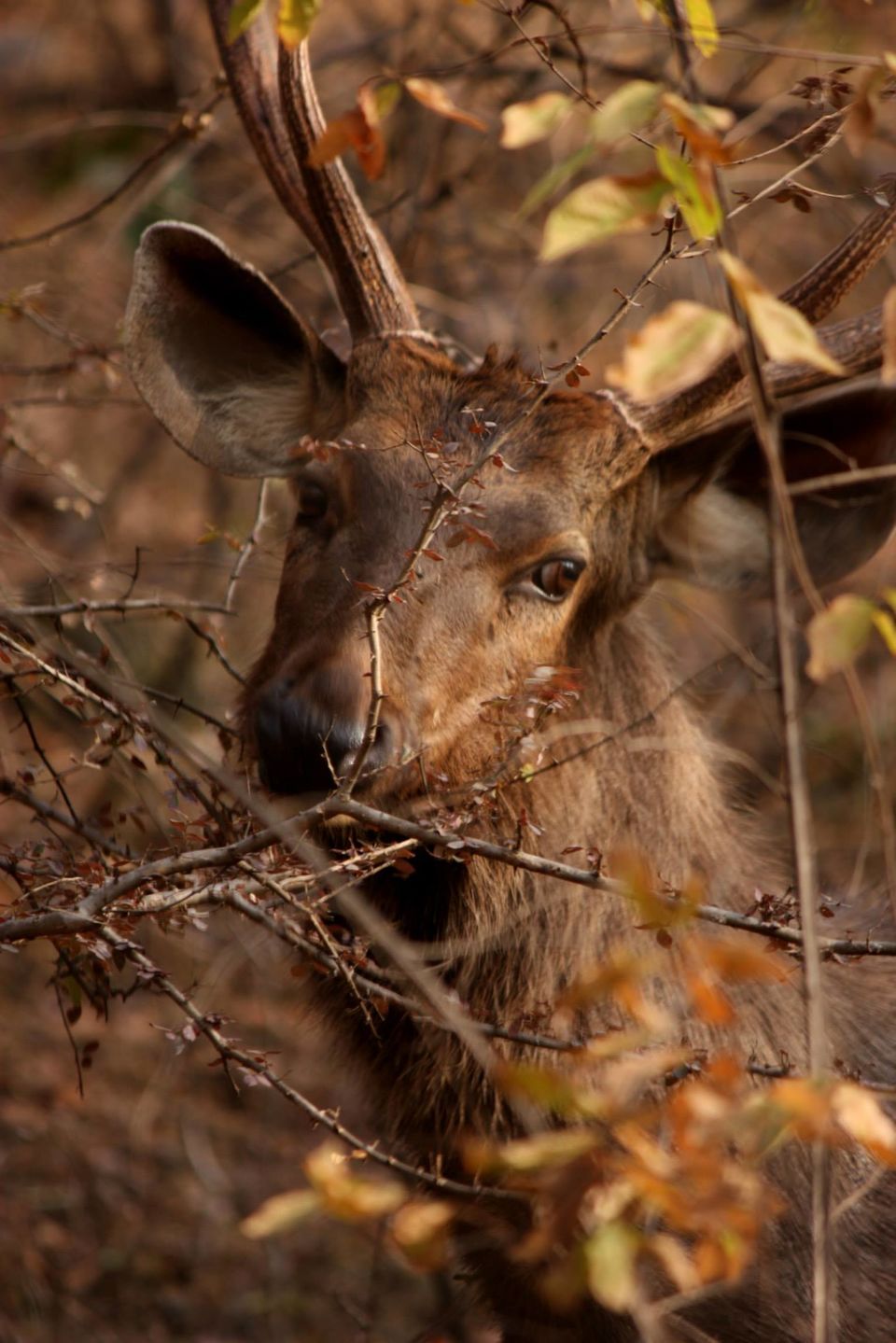 Photo of Ranthambore National Park by Rohan Singhal