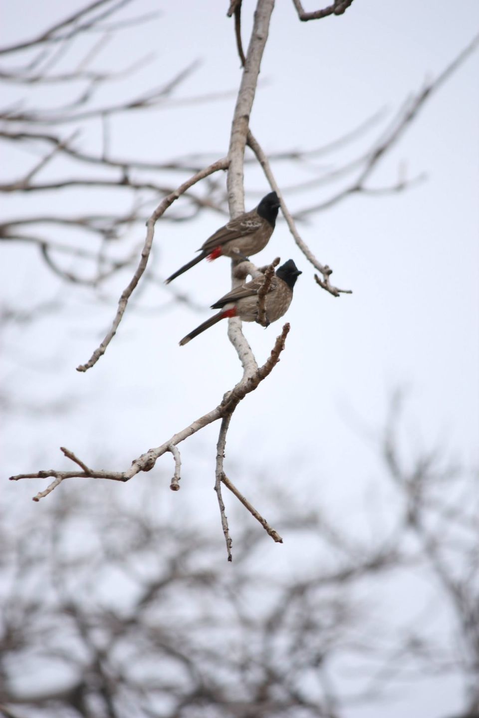 Photo of Ranthambore National Park by Rohan Singhal