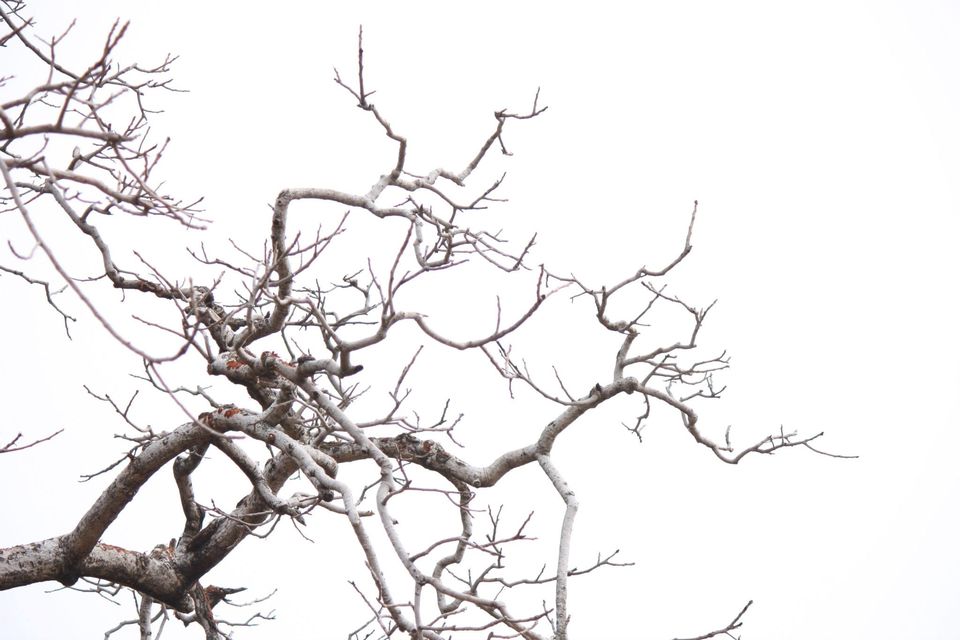 Photo of Ranthambore National Park by Rohan Singhal