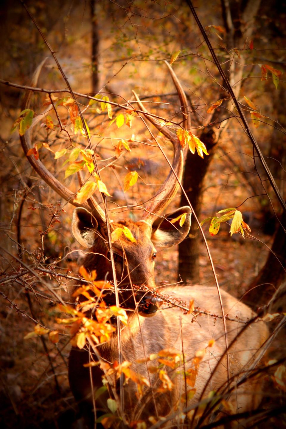 Photo of Ranthambore National Park by Rohan Singhal