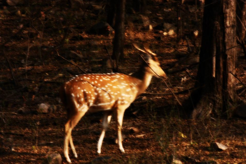 Photo of Ranthambore National Park by Rohan Singhal