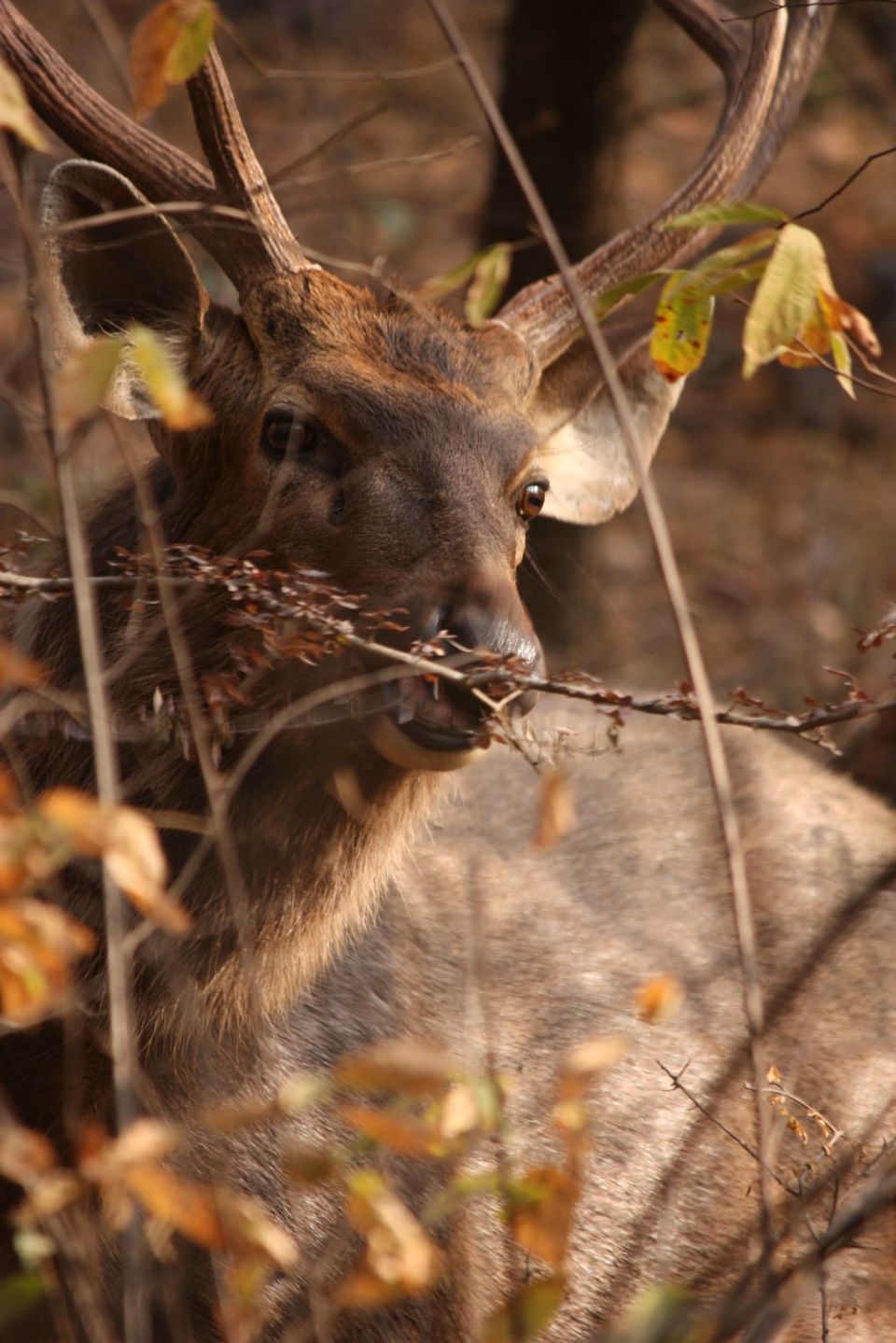 Photo of Ranthambore National Park by Rohan Singhal