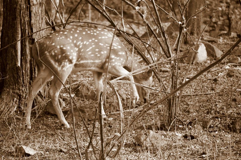 Photo of Ranthambore National Park by Rohan Singhal