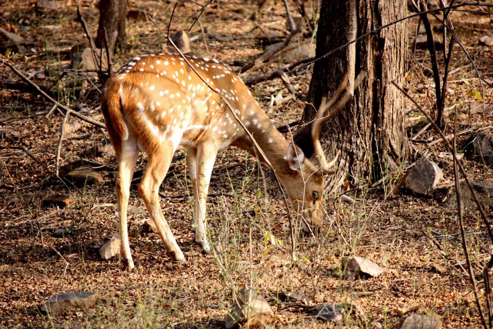 Photo of Ranthambore National Park by Rohan Singhal