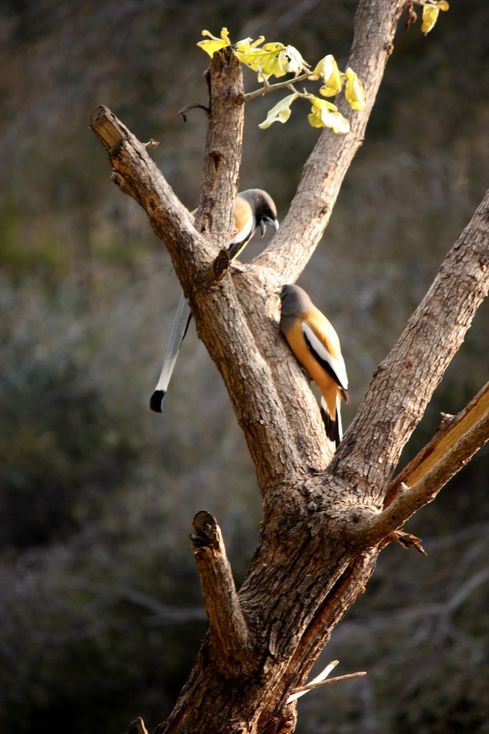 Photo of Ranthambore National Park by Rohan Singhal