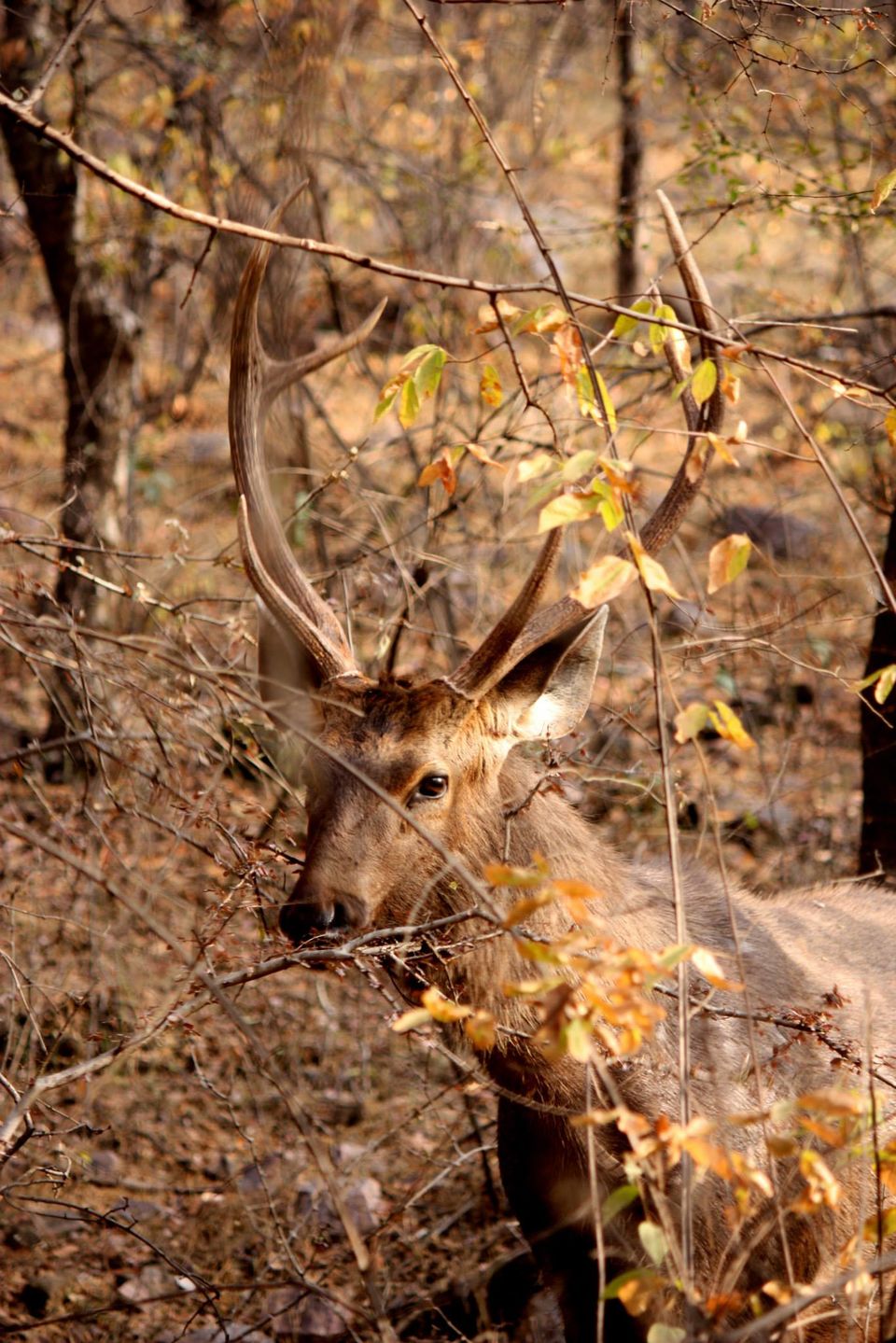 Photo of Ranthambore National Park by Rohan Singhal
