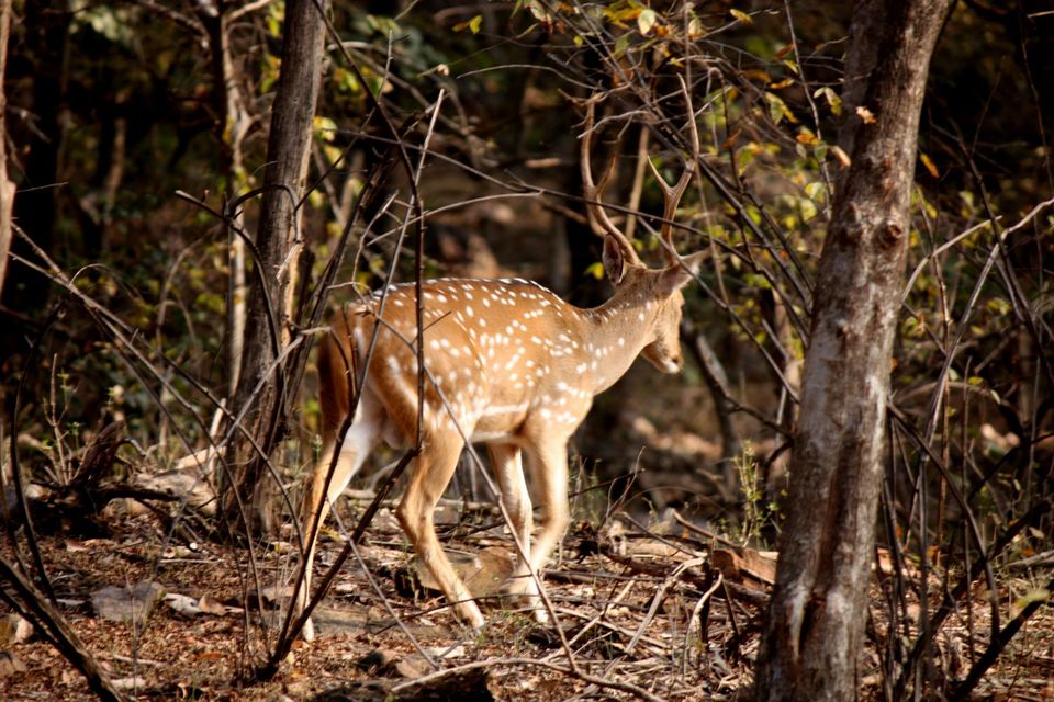 Photo of Ranthambore National Park by Rohan Singhal