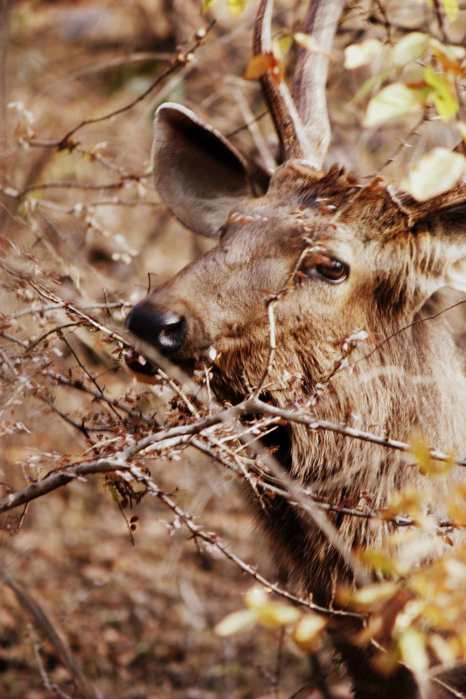Photo of Ranthambore National Park by Rohan Singhal