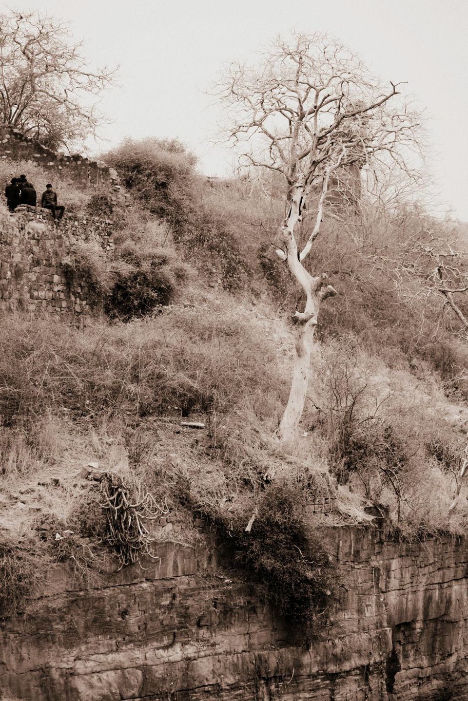 Photo of Ranthambore National Park by Rohan Singhal