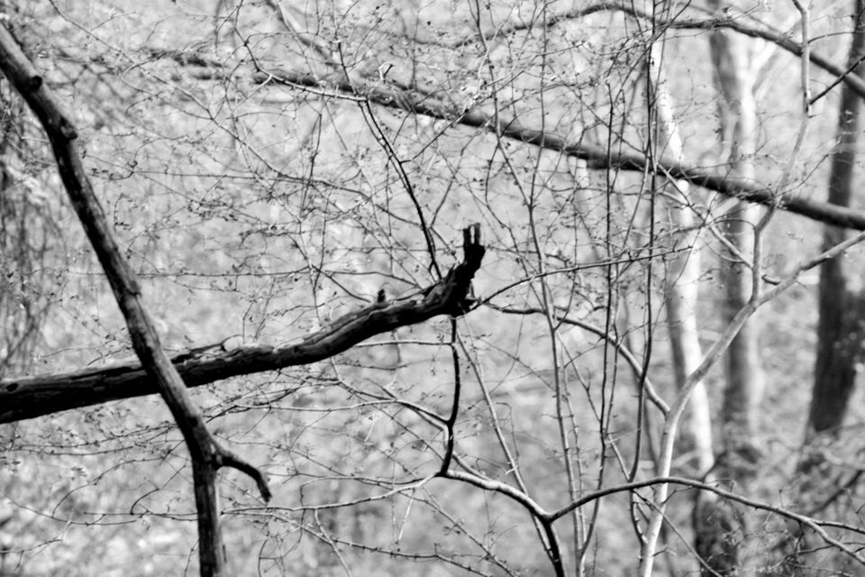 Photo of Ranthambore National Park by Rohan Singhal
