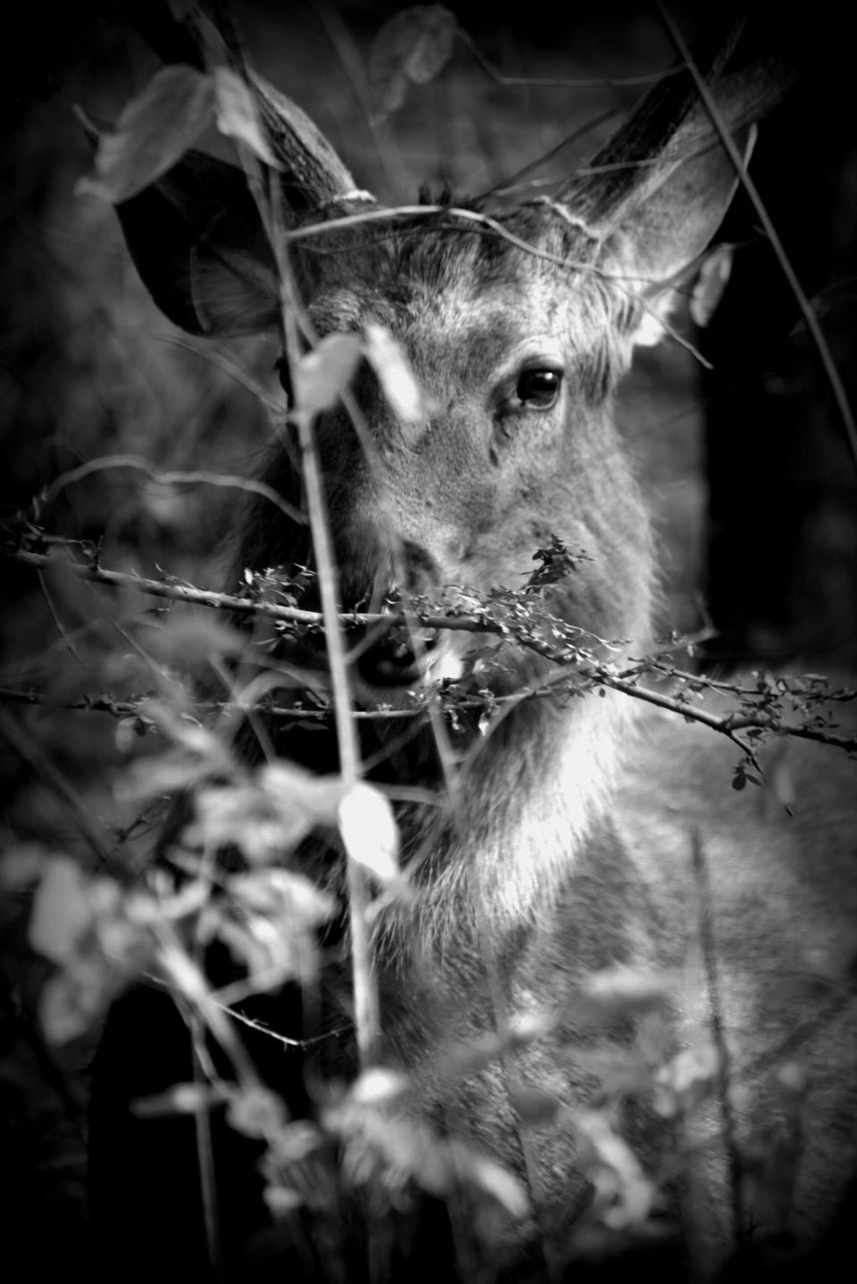 Photo of Ranthambore National Park by Rohan Singhal