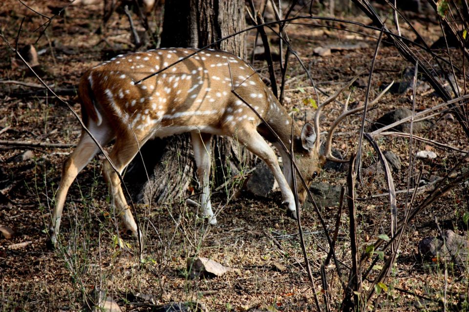 Photo of Ranthambore National Park by Rohan Singhal