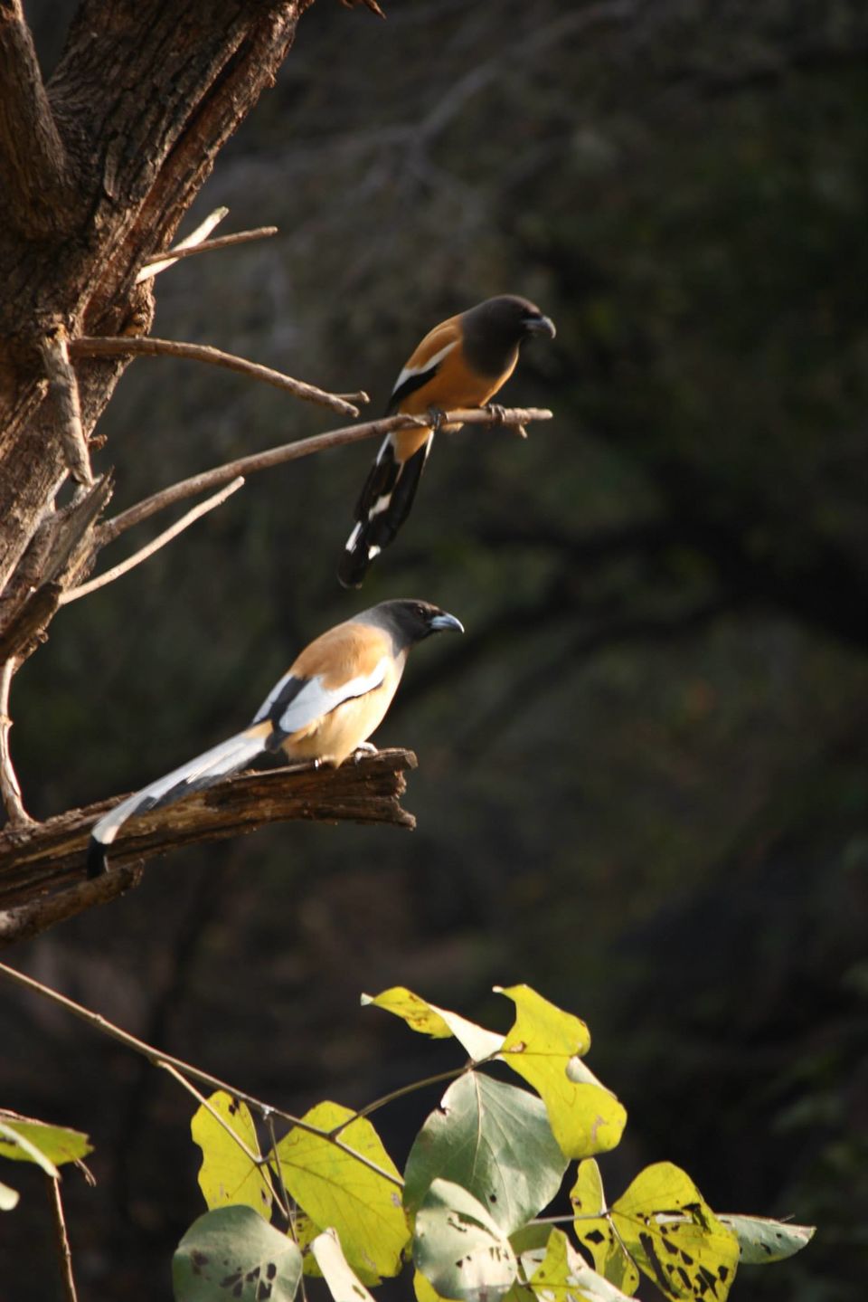 Photo of Ranthambore National Park by Rohan Singhal