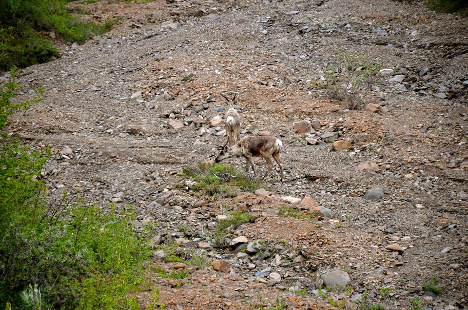 Photo of Alaska with friends 17/24 by Sapan Shah