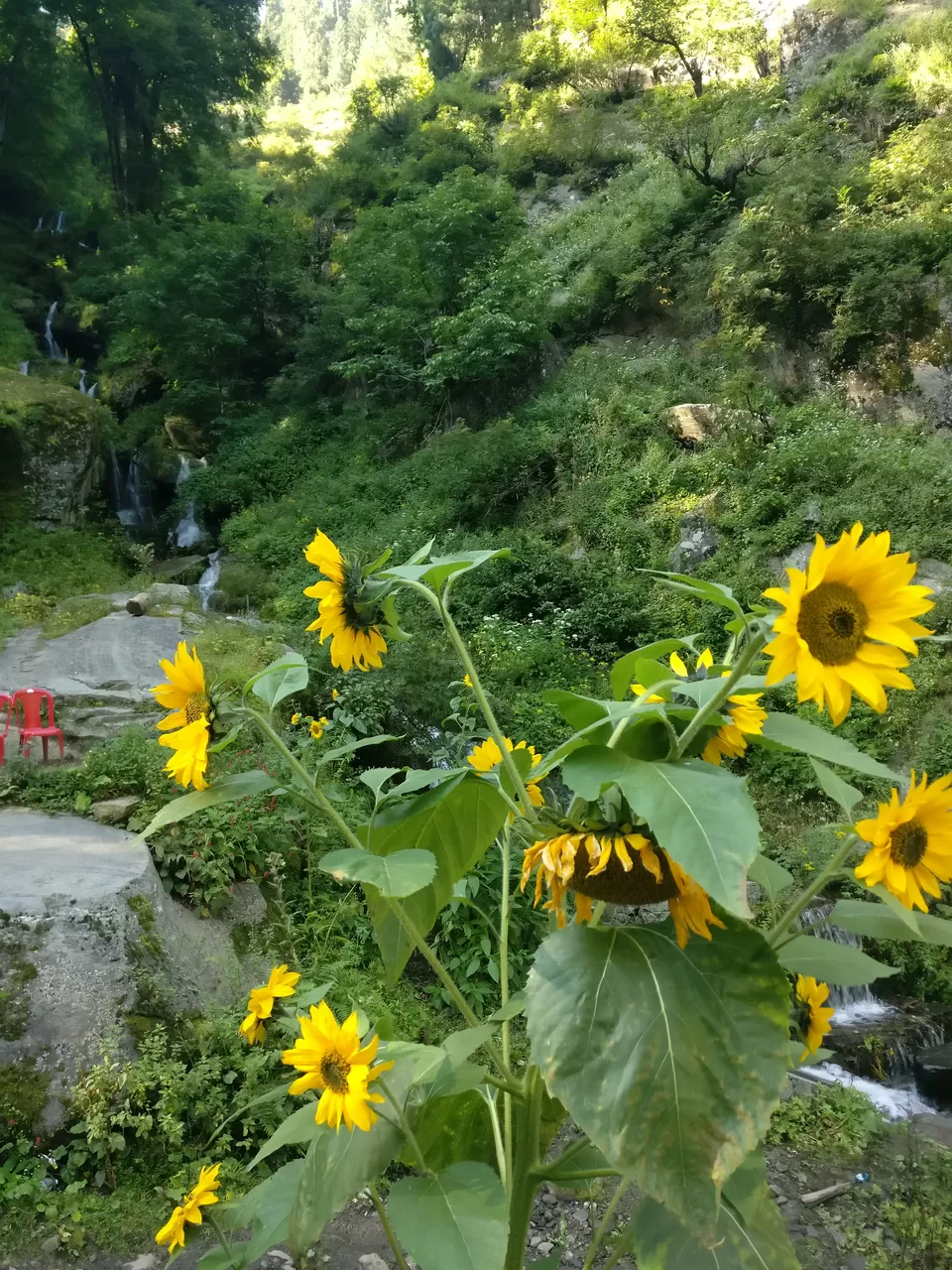 Photo of When you want to be high in Parvati Valley, but on nature. by pooja thakkar
