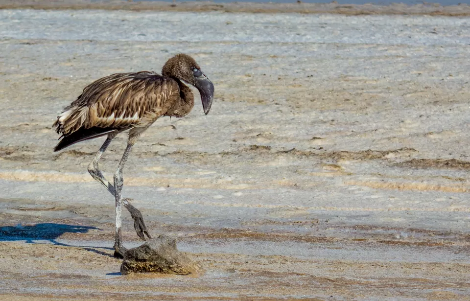 Photo of Khadir Bet, Kutch, Gujarat, India by Saurabh Lahoti