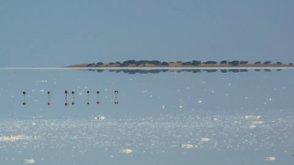 Photo of Khadir Bet, Kutch, Gujarat, India by Saurabh Lahoti