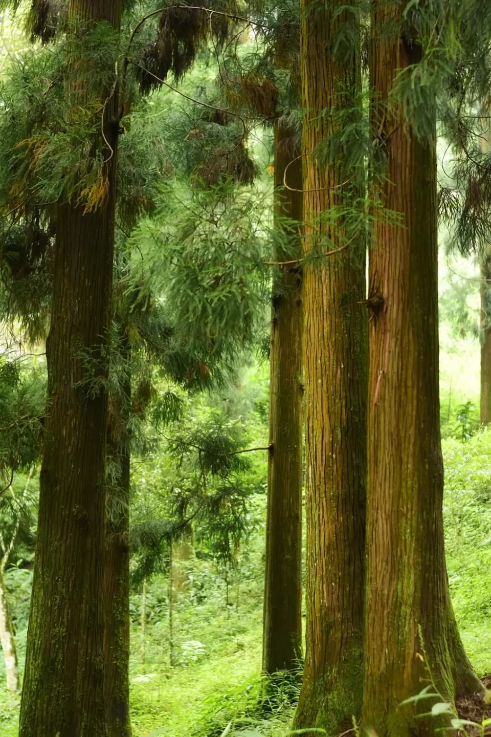 Photo of Into the Pines🌲✨ by Travel With Riti