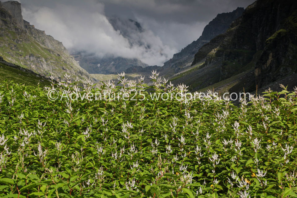 Photo of Hampta Pass-One of the Most beautiful, thrilling and picturesque trek at 14000ft in Himanchal by Nidhi