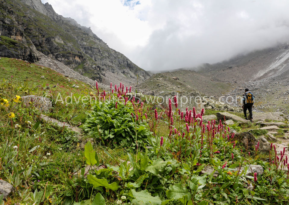 Photo of Hampta Pass-One of the Most beautiful, thrilling and picturesque trek at 14000ft in Himanchal by Nidhi