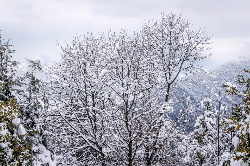 Photo of Deoriatal - My First Snow Trek by Nidhi